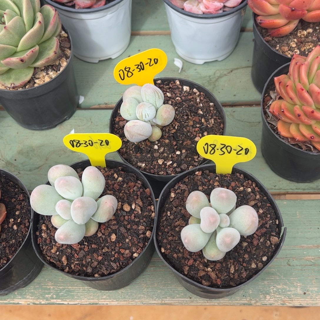 08-30-20三颗米可奶多肉植物
