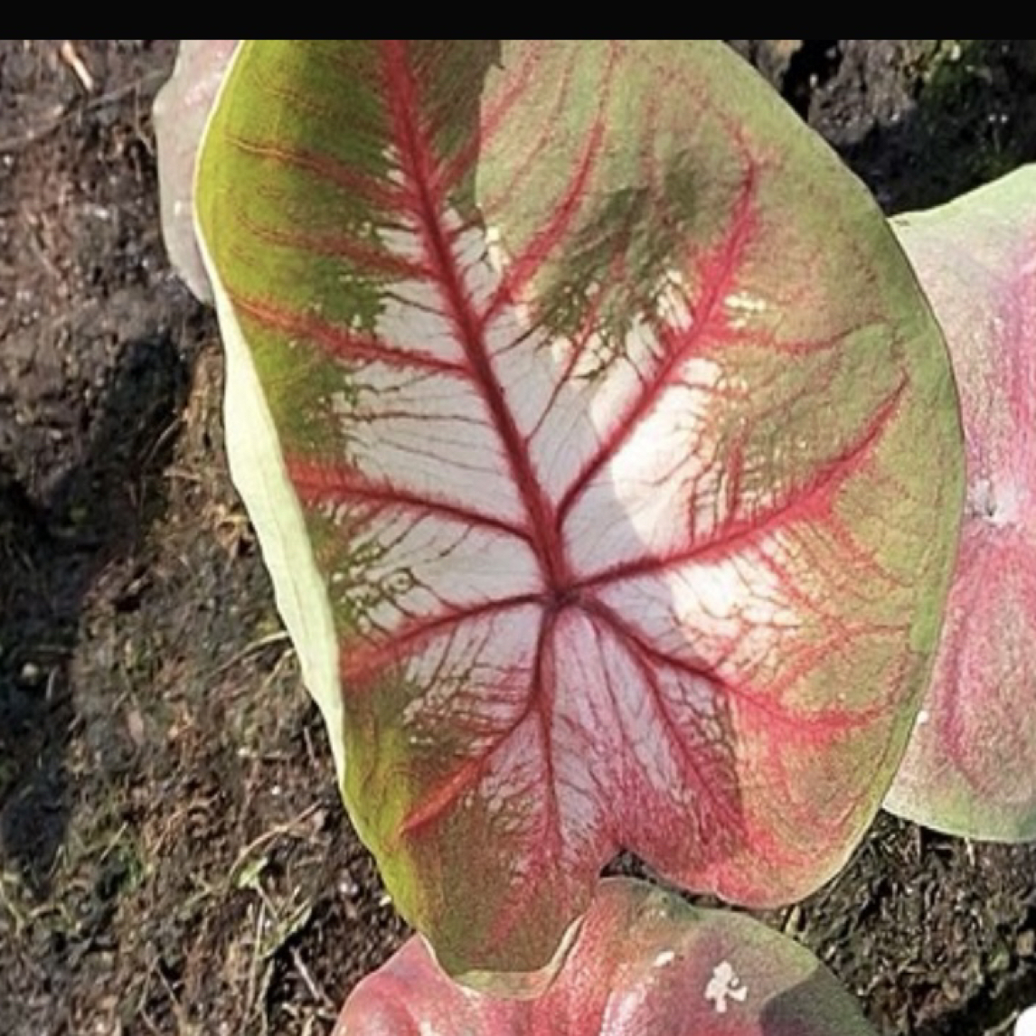 成长花卉海王专拍