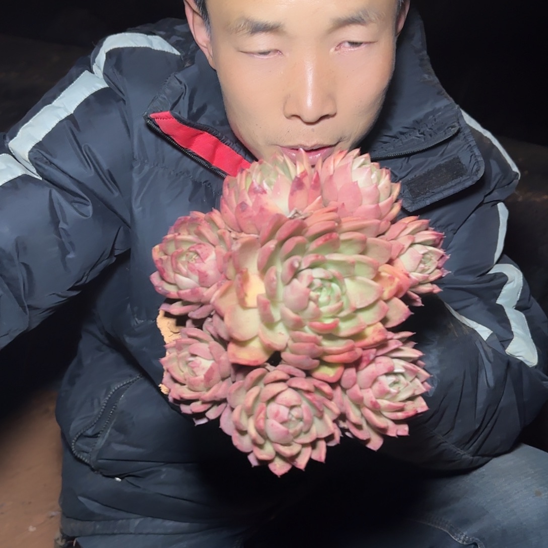 地栽红冬云多肉1棵