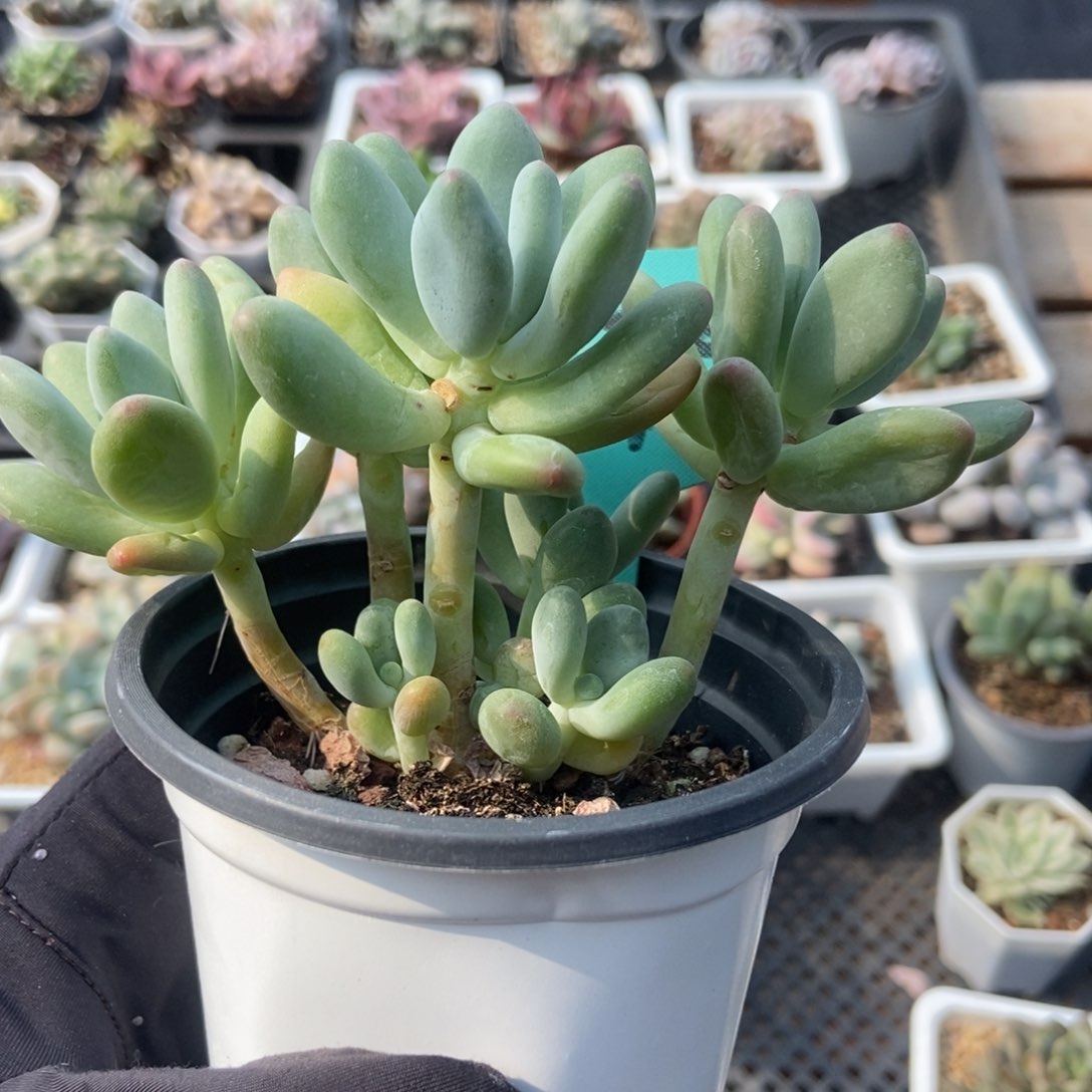 1575苹果奶多肉植物保护