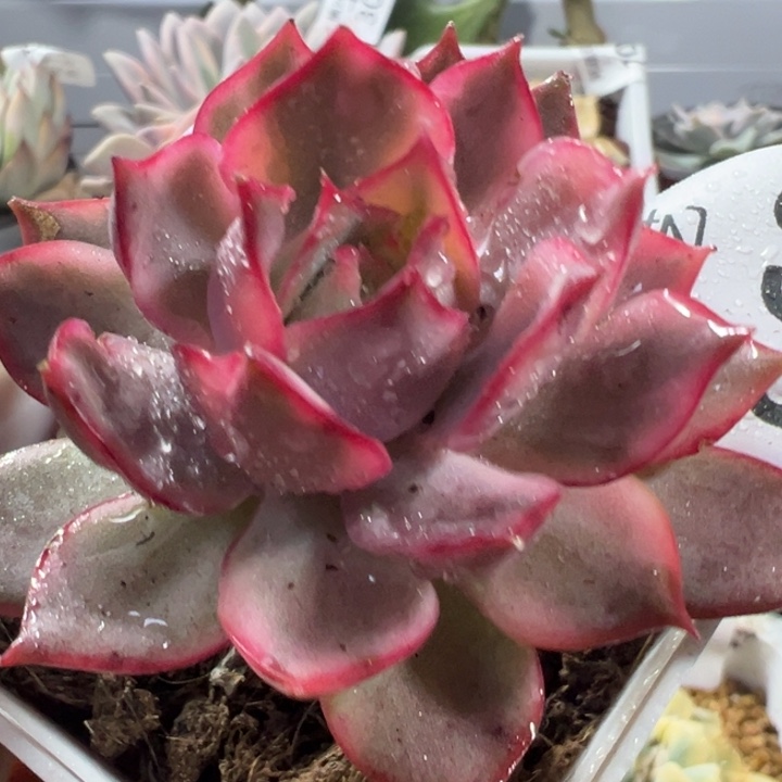 宝莲灯锦多肉植物1060