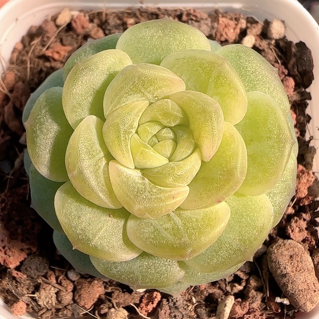 多肉1212-209无尽灯