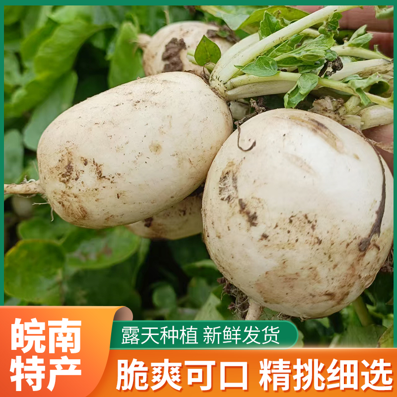 安徽安庆露天现挖白萝卜可腌制泡菜火锅食高山新鲜