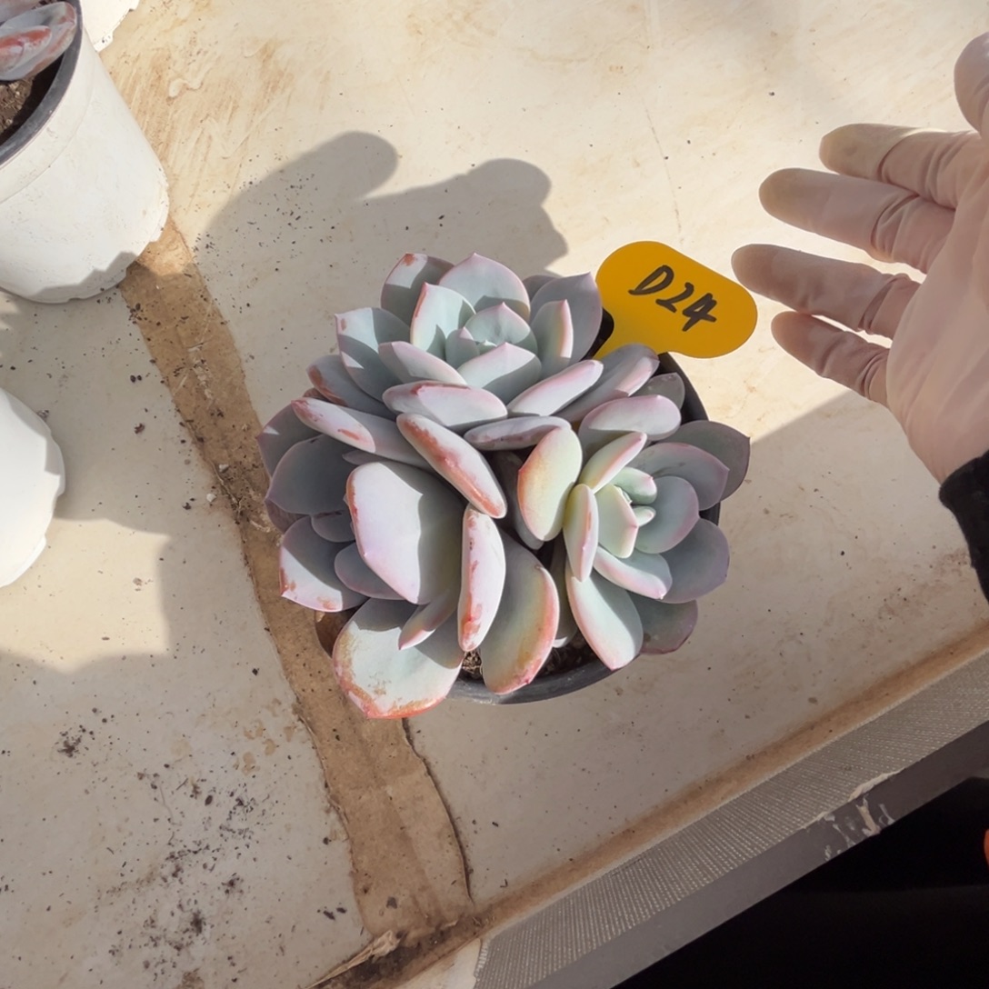 d24奶茶呀呀呀呀有你真好