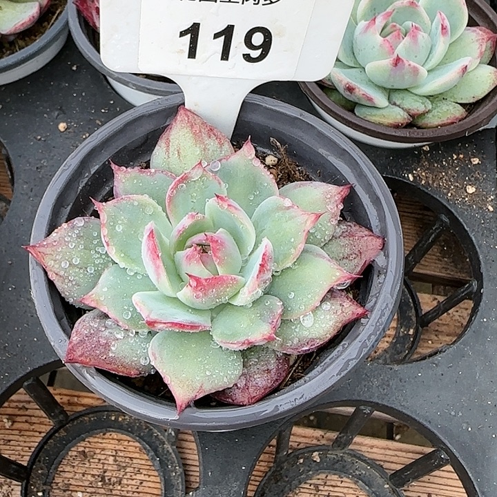 119 惊鸿仙子多肉植物6-9cm