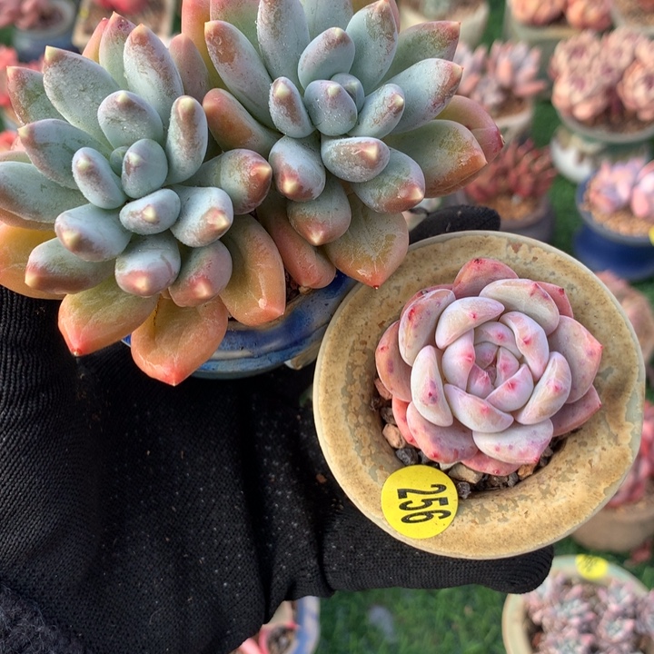 星空➕星影 带盆         