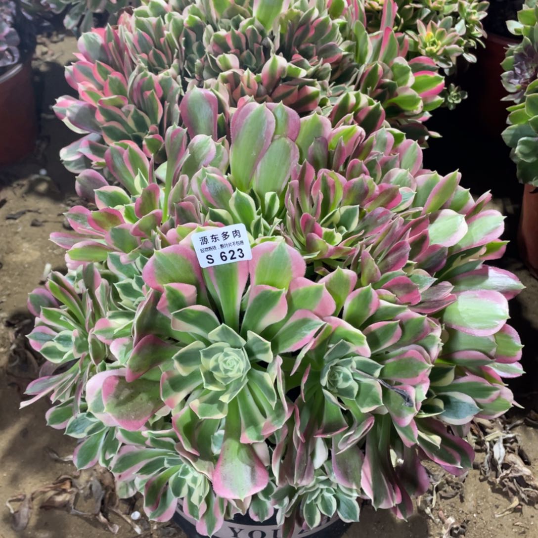 623白凤多肉法师断枝不包