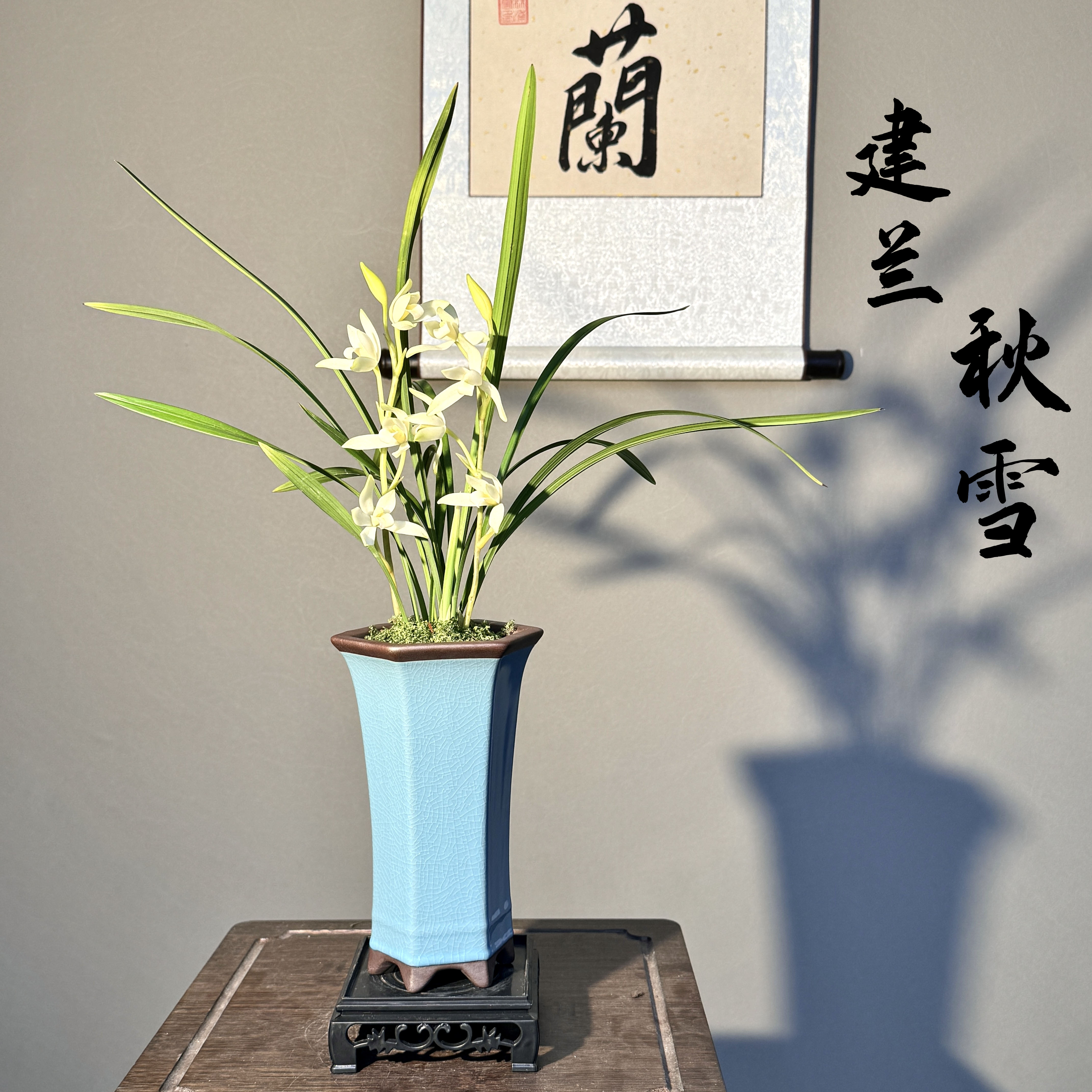 建兰秋雪浓香型老种铭品兰花带盆底座好养易活室内绿植国兰精品