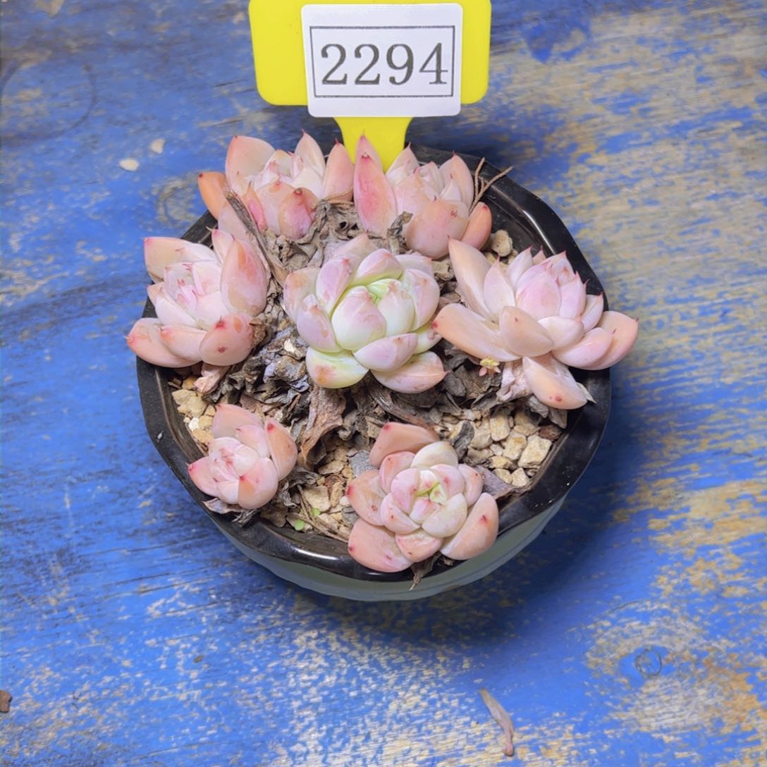 我**我杂交2294多肉带盆