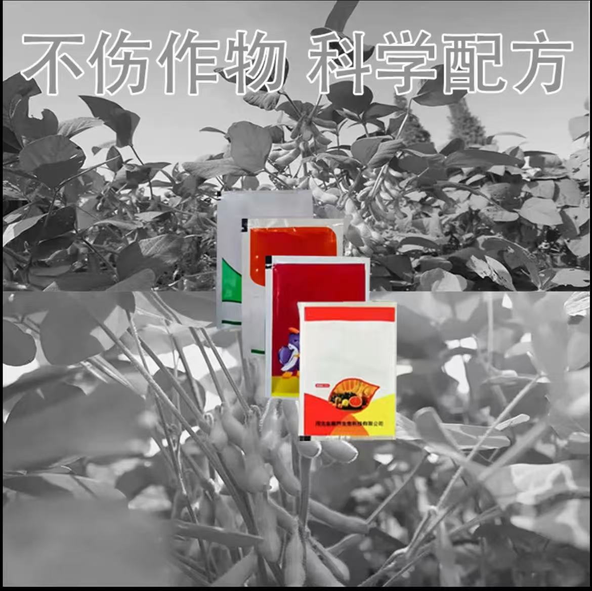 大豆花生红薯芝麻不影响作物生长有机质肥料