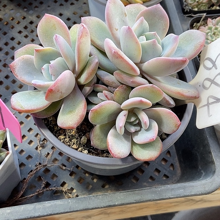 烟***辰多肉植物韩版奶茶884