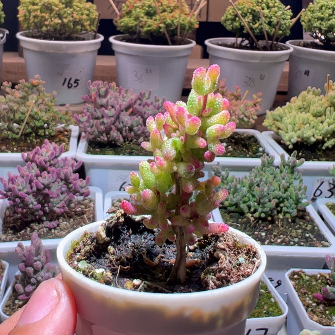 ****幕51花斑露一物一拍包开箱