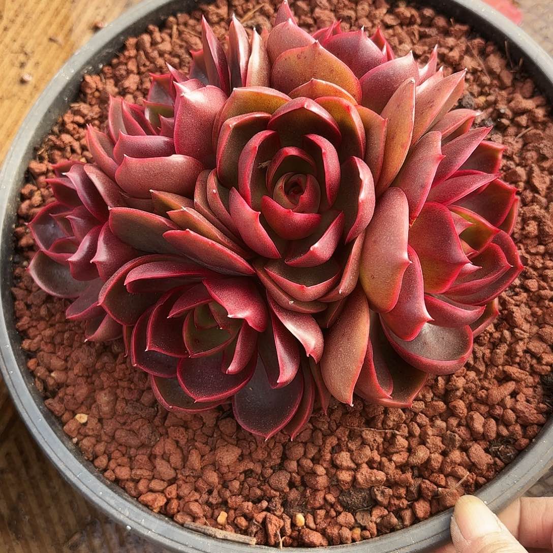 最*?红灯群多肉寄养