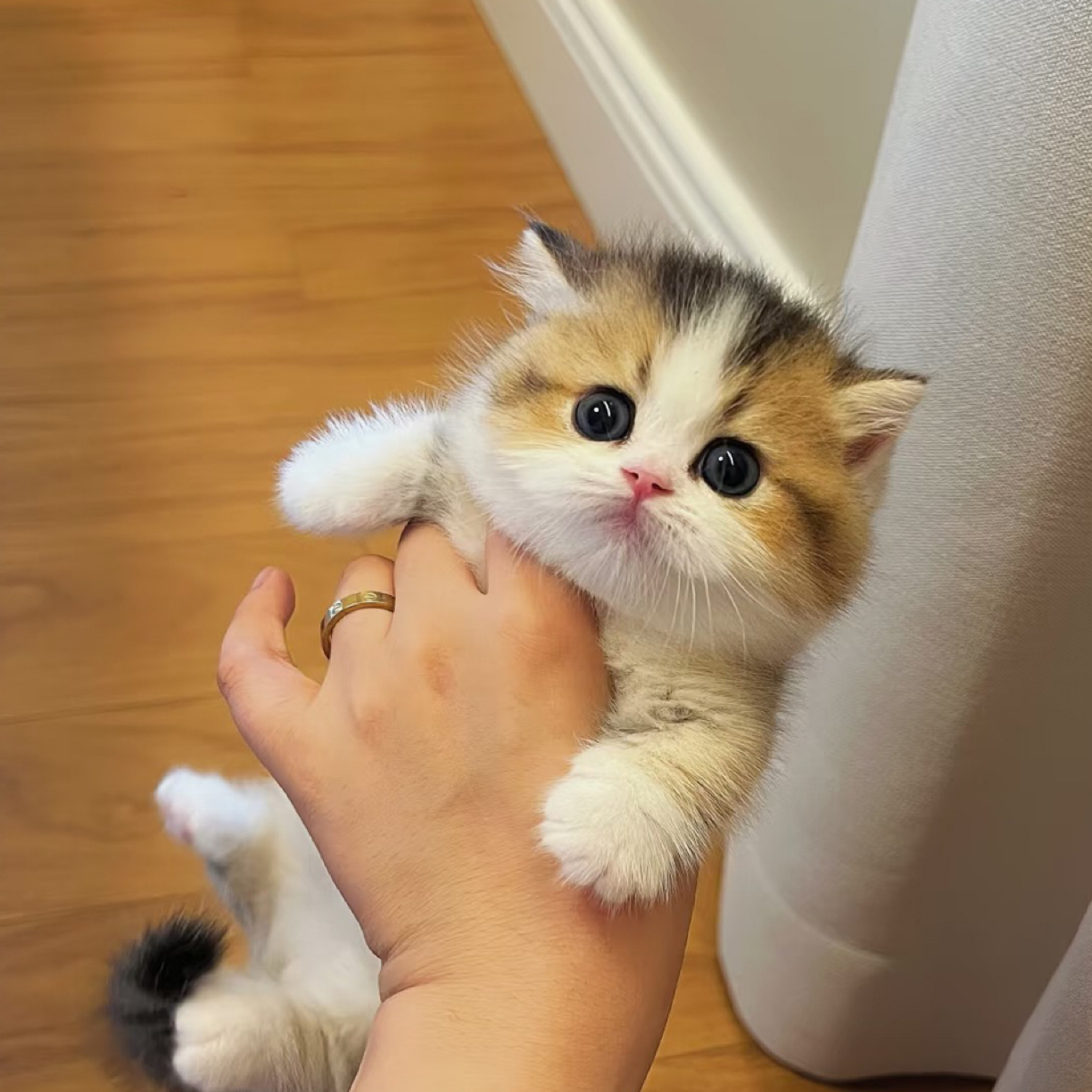 拿破仑三花曼基康蓝猫金渐层一对一挑选