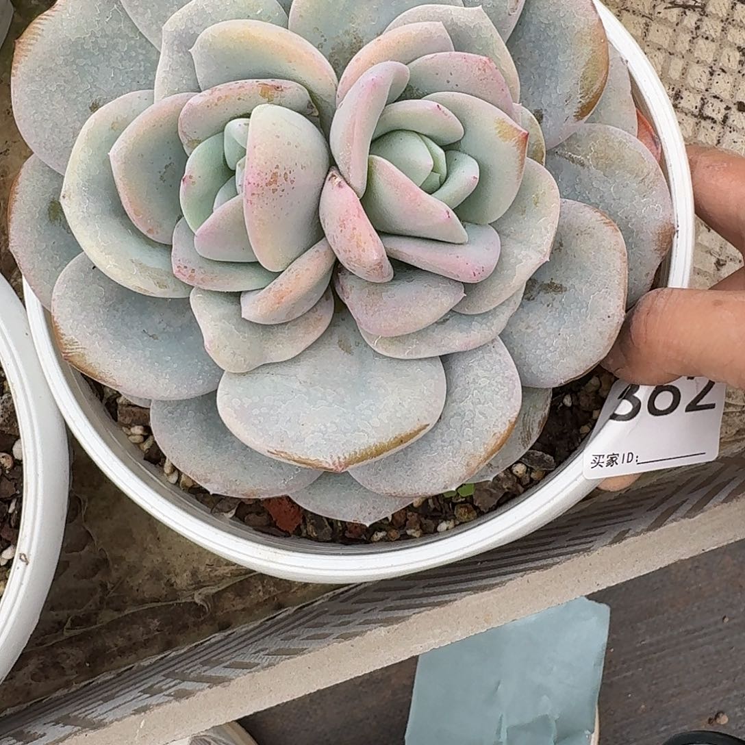 #362  售后范围：签收起7天内