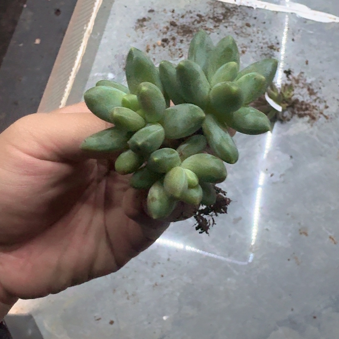 098 卡布奇诺 3头 一物一拍