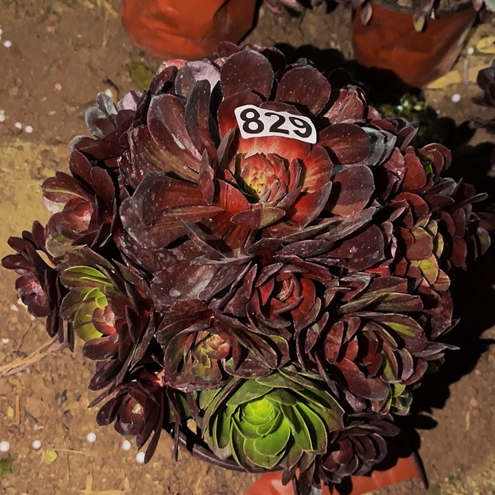 829花月夜多肉植物