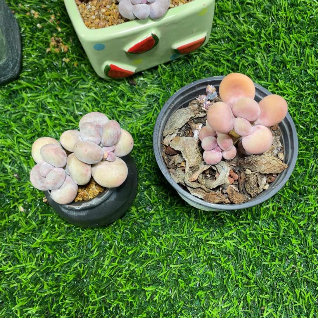 L**@大叶奶蛋黄奶带盆多肉植物