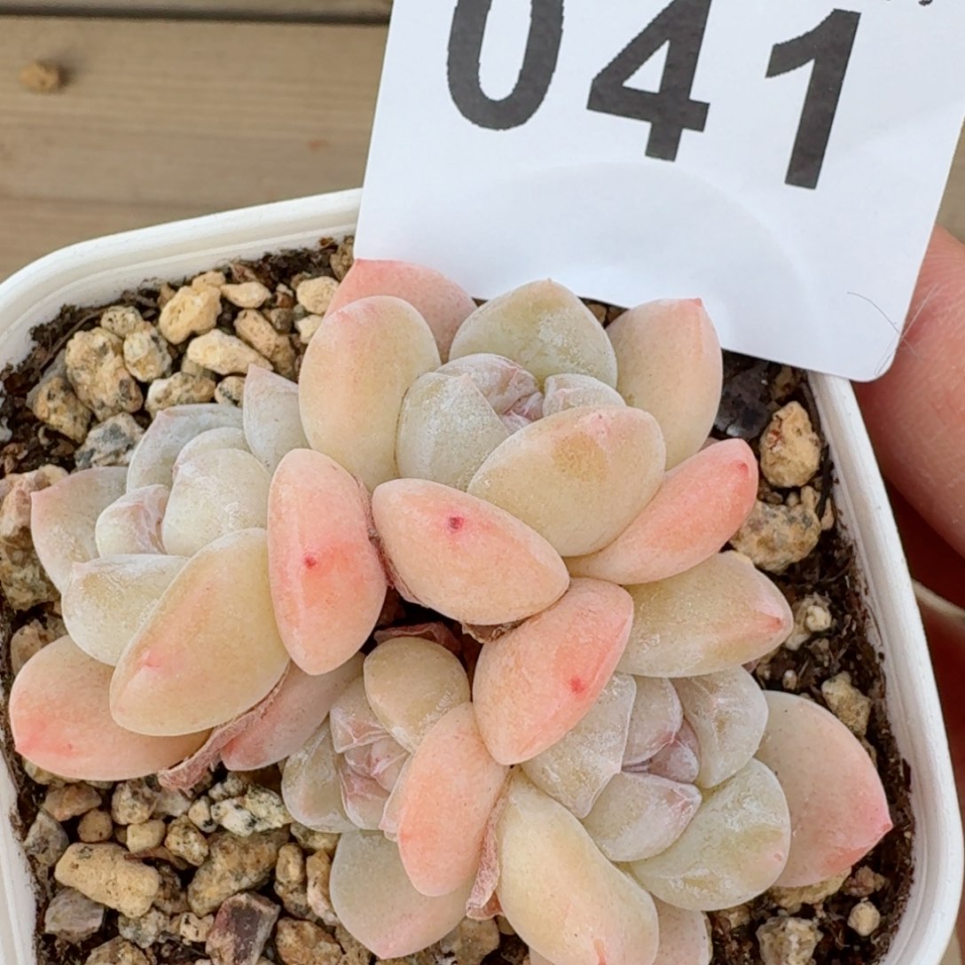 冰玉群生整装无砍