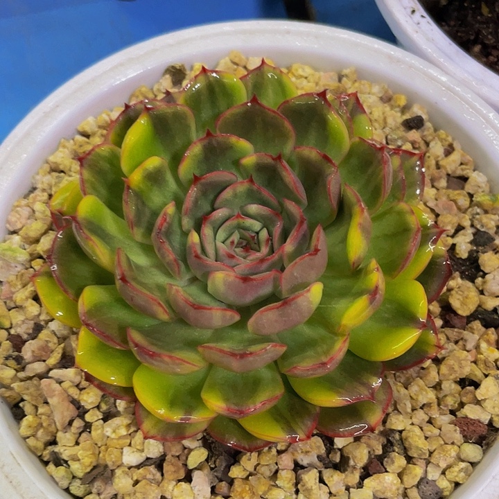 暗冰锦一物一拍哦哦