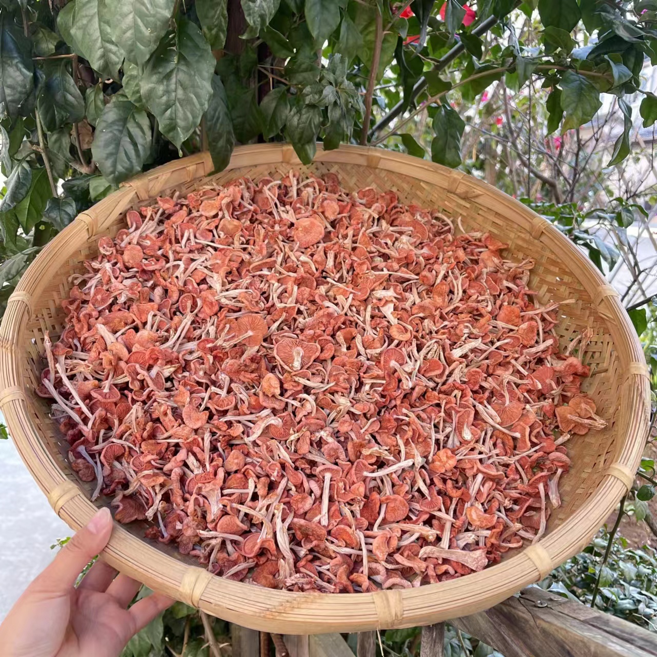  云南小阳山货 果香菌