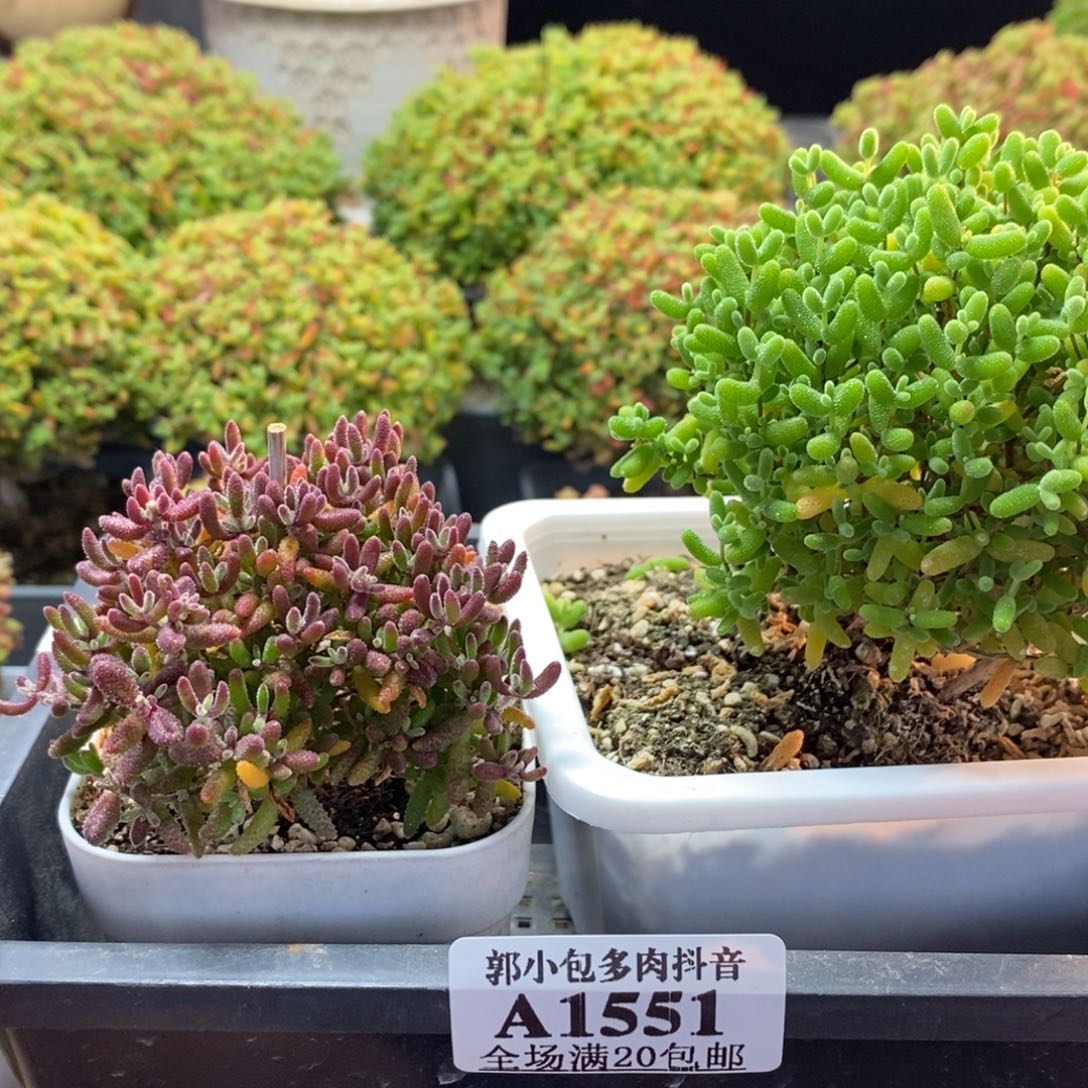 柠***冰红麒麟➕蜜橘糖球1551