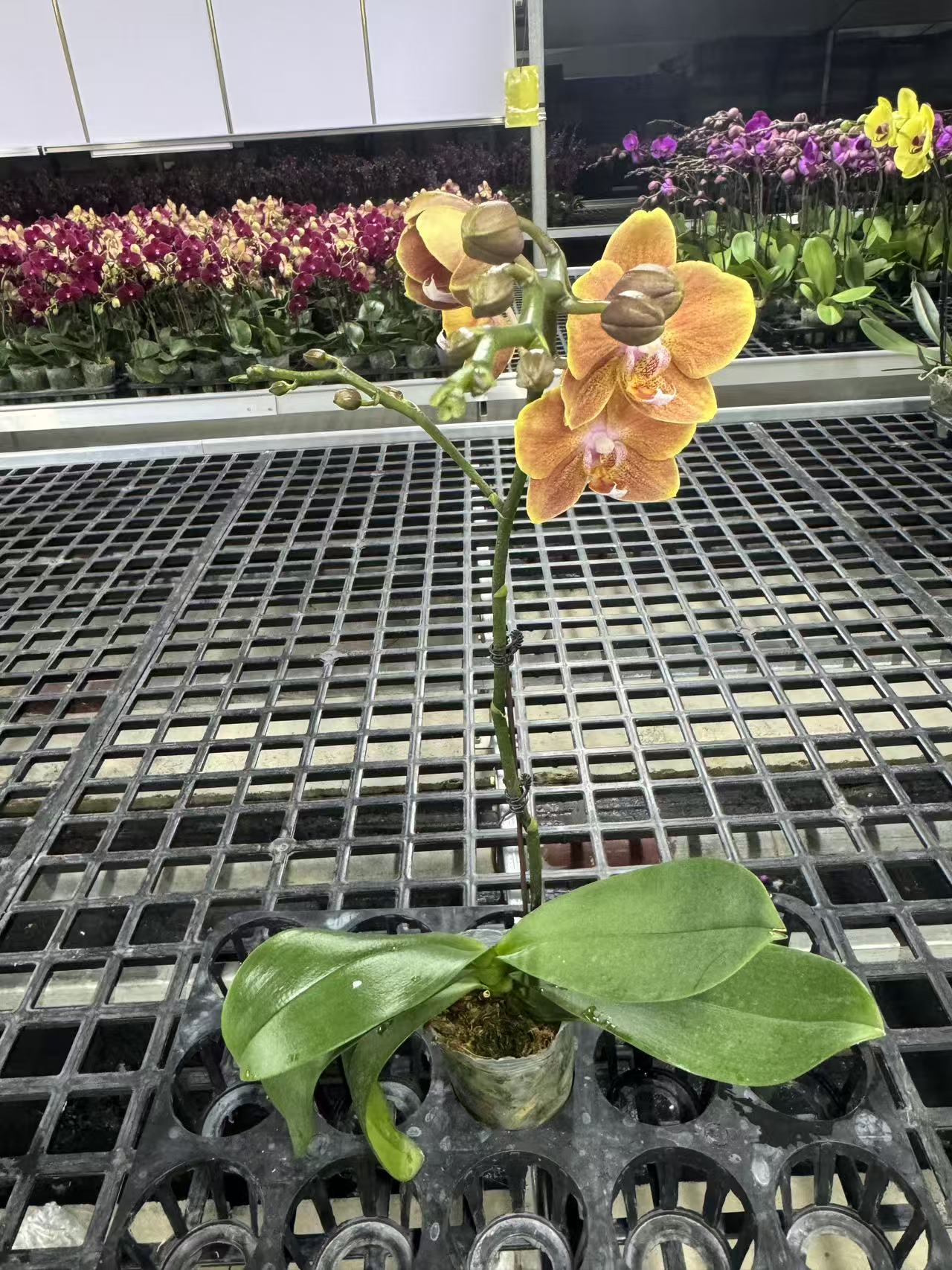 蝴蝶兰【埃特纳单】鲜花盆栽室内观赏花花佛山基地直发好养易活