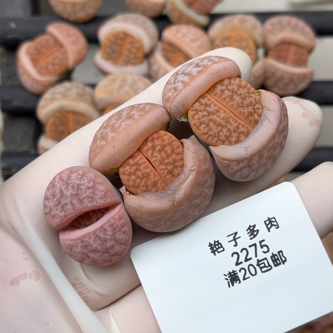 ****路2275号一首三颗拿铁