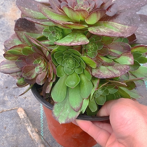 735花月夜多肉植物