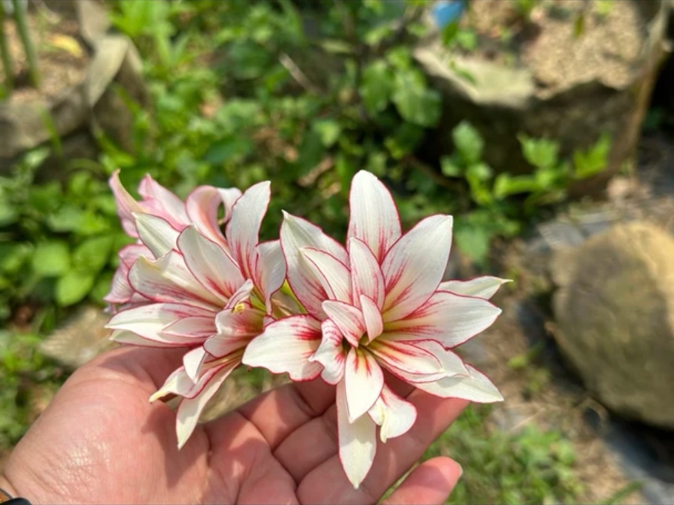 【sv20】朱顶红 包对版不包后期养护