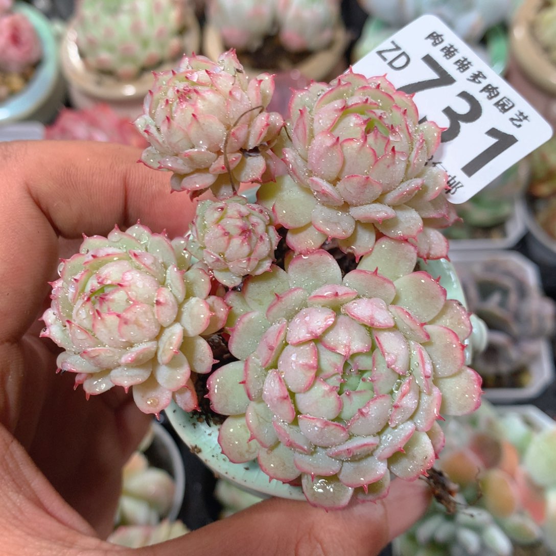 5CM拇指盆精控多肉ZD731