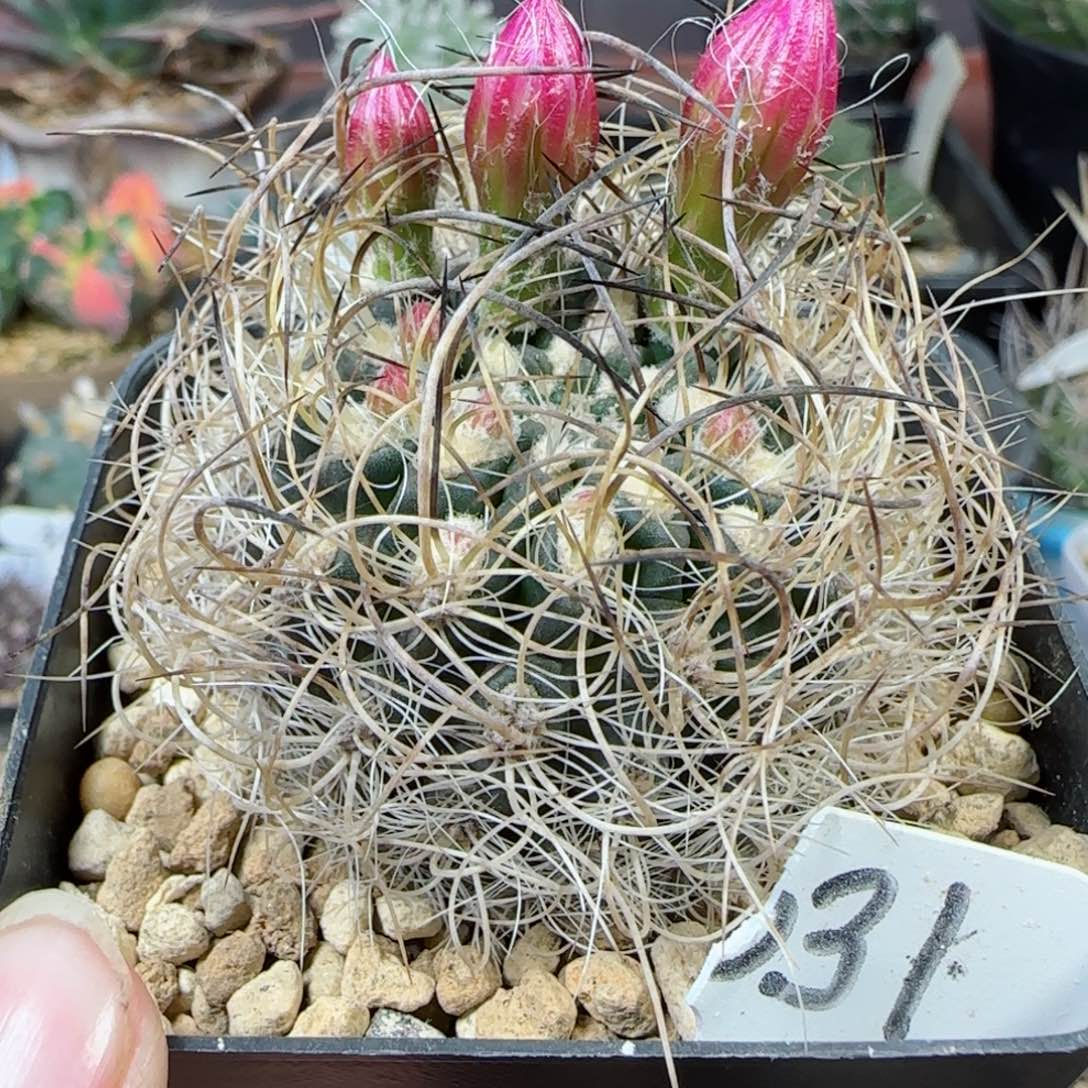 31实生混乱玉多肉