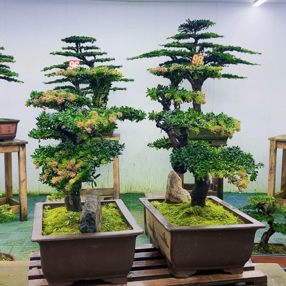 【闪购商品】无花朵