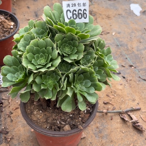 666绿羊绒不包断枝