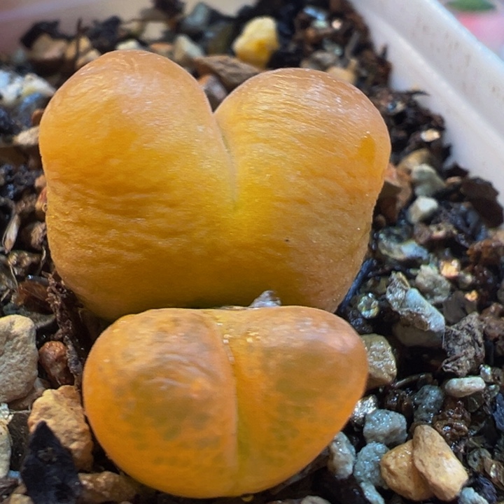 橘体龙猫毛多肉植物带盆
