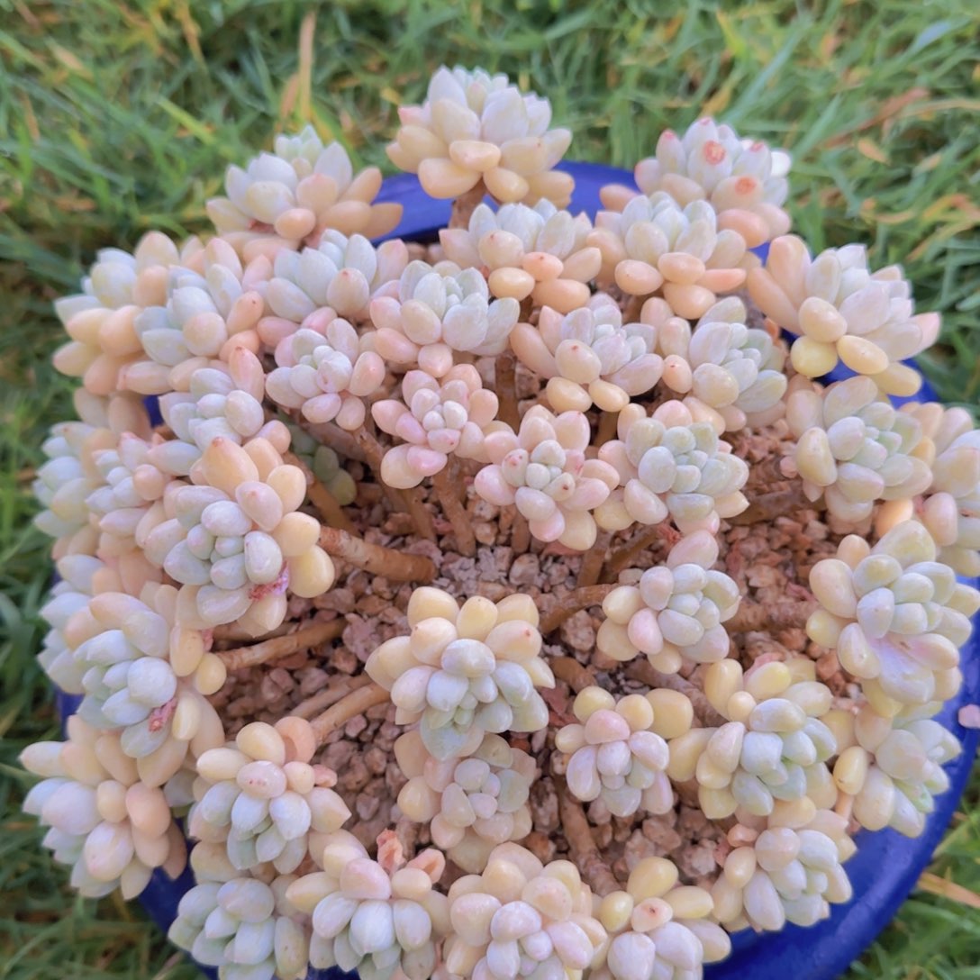 多想肉植物多肉植物