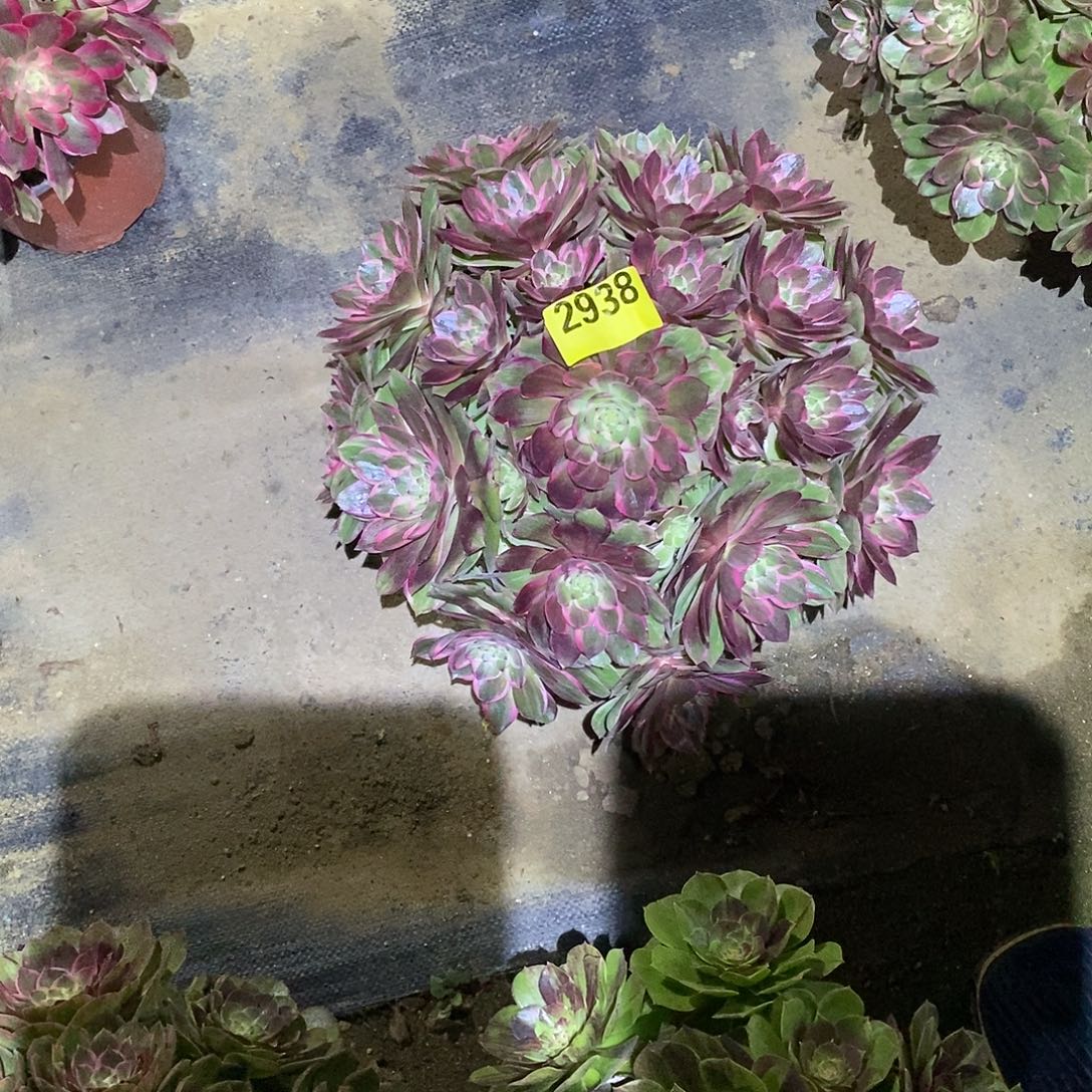 粉花妖29380000000