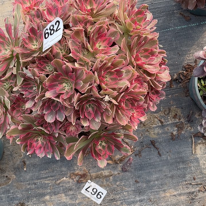 华***身682男神法师2-12花