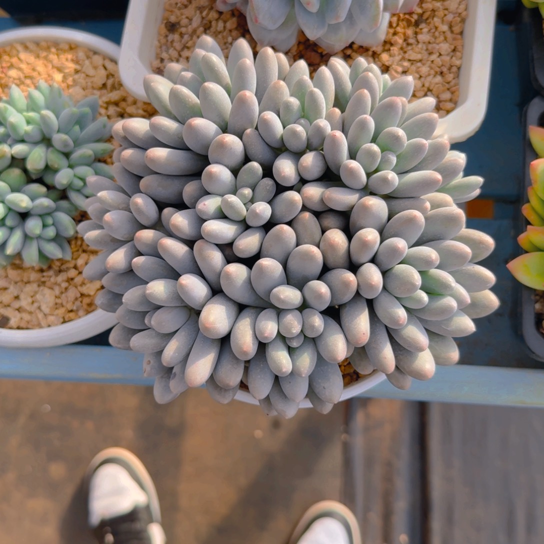 汤圆平头福利多肉111111