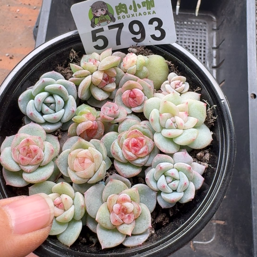 多肉植物多肉植物