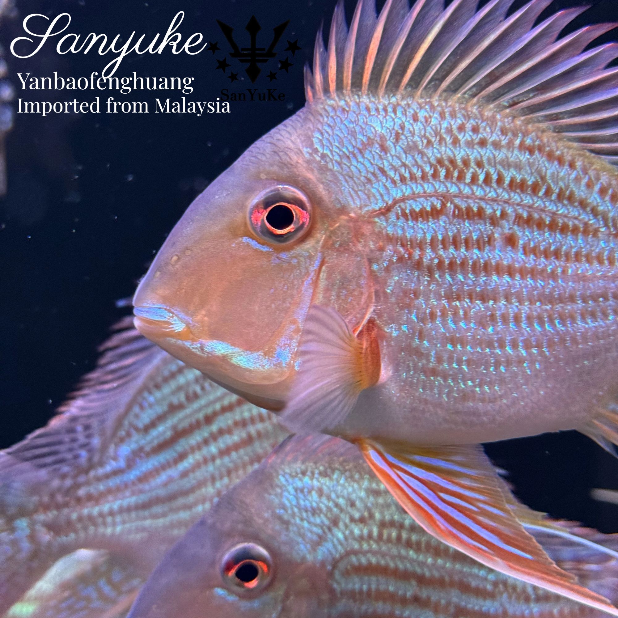 元宝凤凰观赏鱼 精品进口云宝带证书 好饲养可混养 活体热带鱼