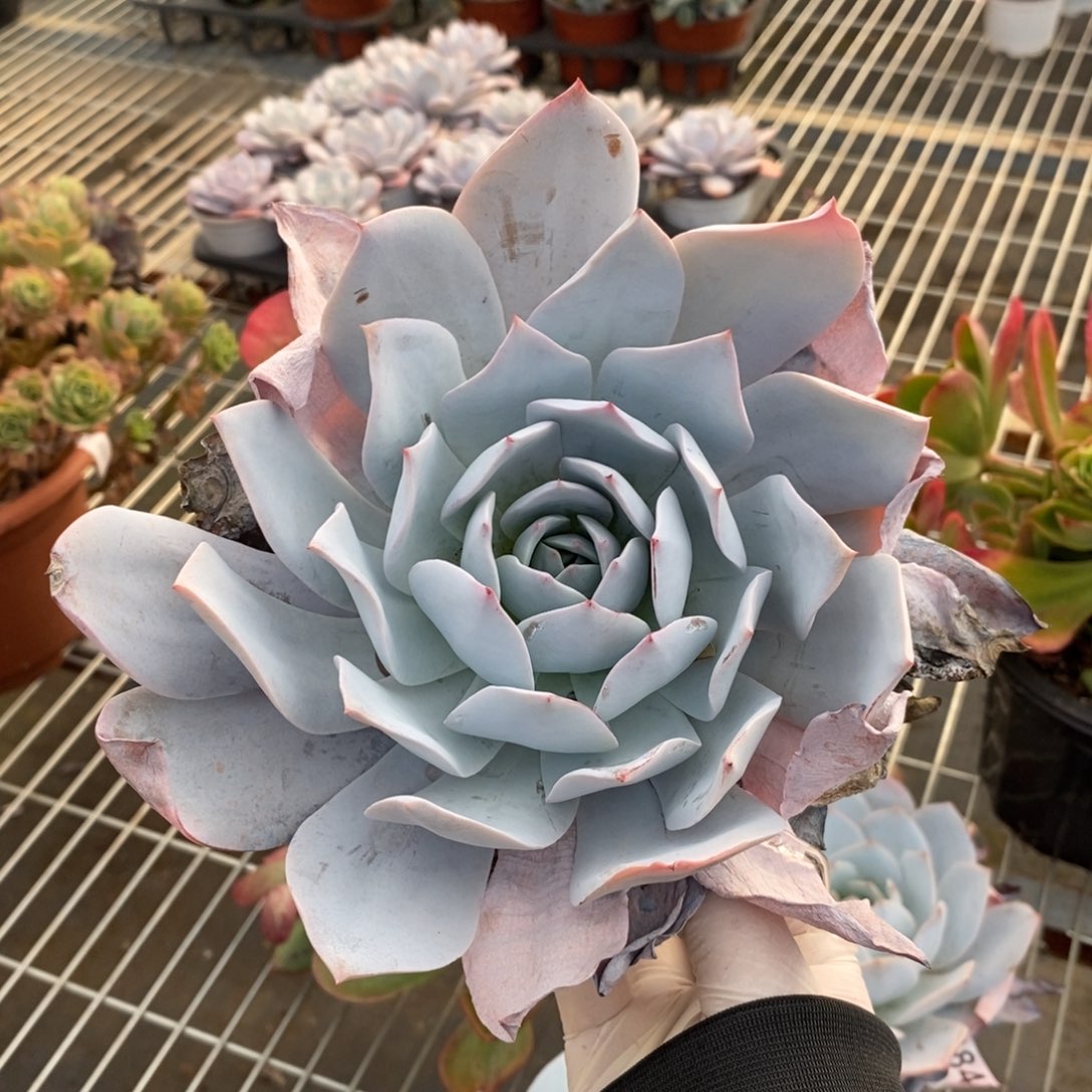 19884白莲单头一物一拍