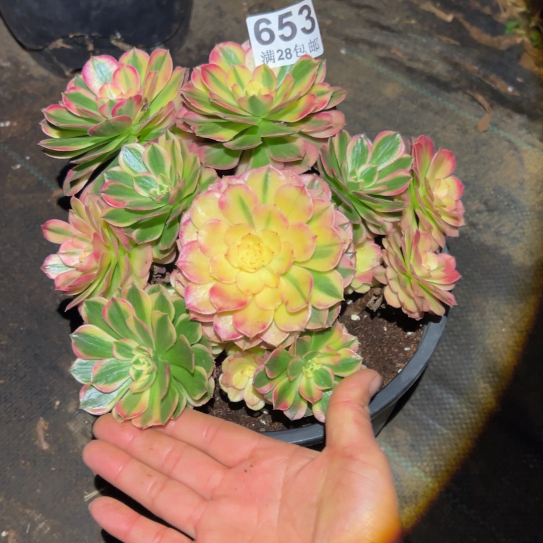 多肉植物653海神的