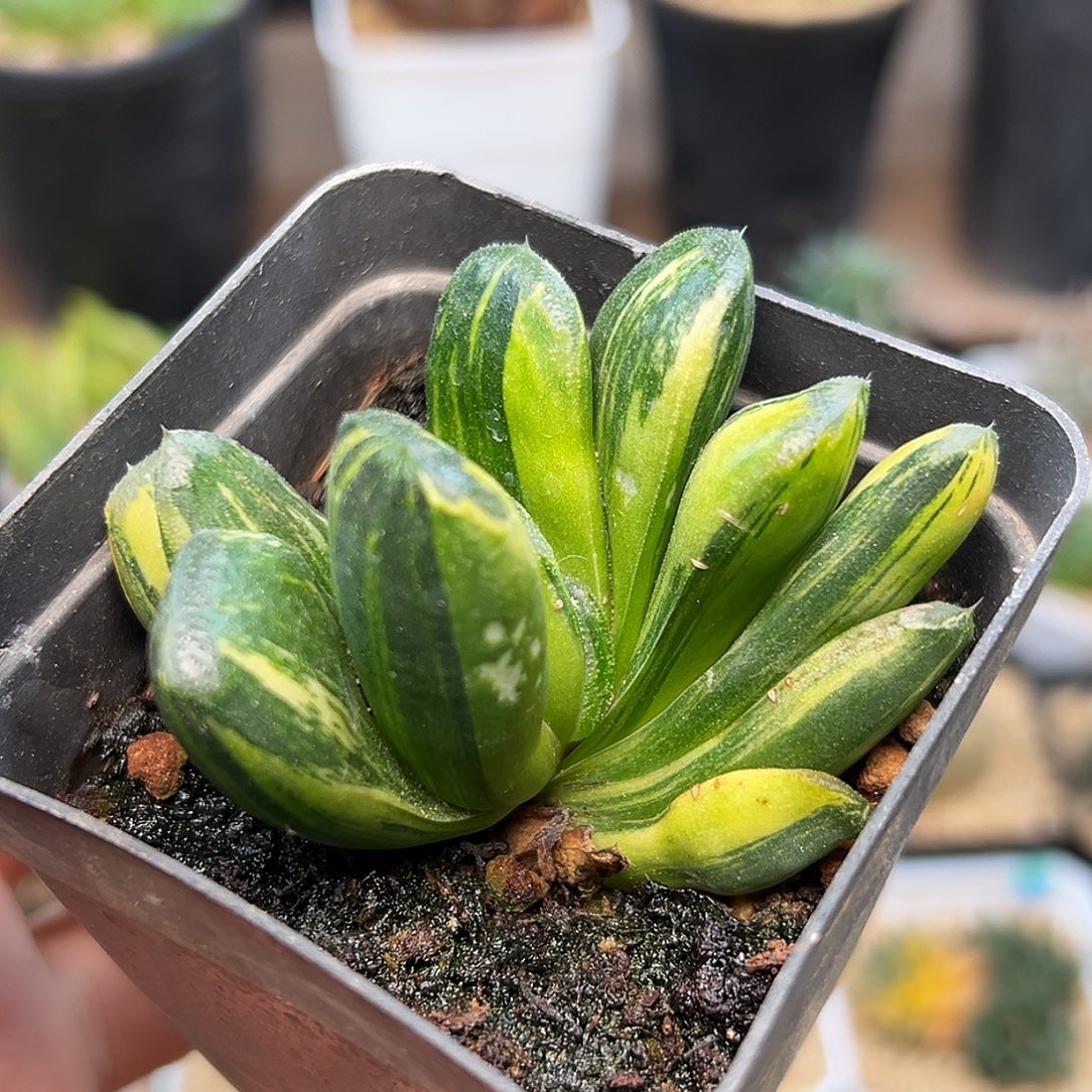 静古锦一颗一颗一颗一颗