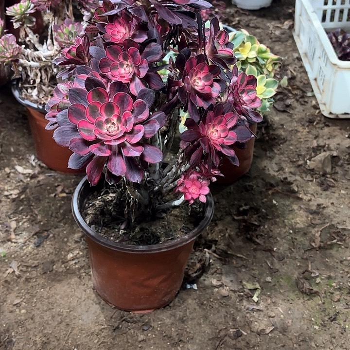 多肉植物香乃尔119