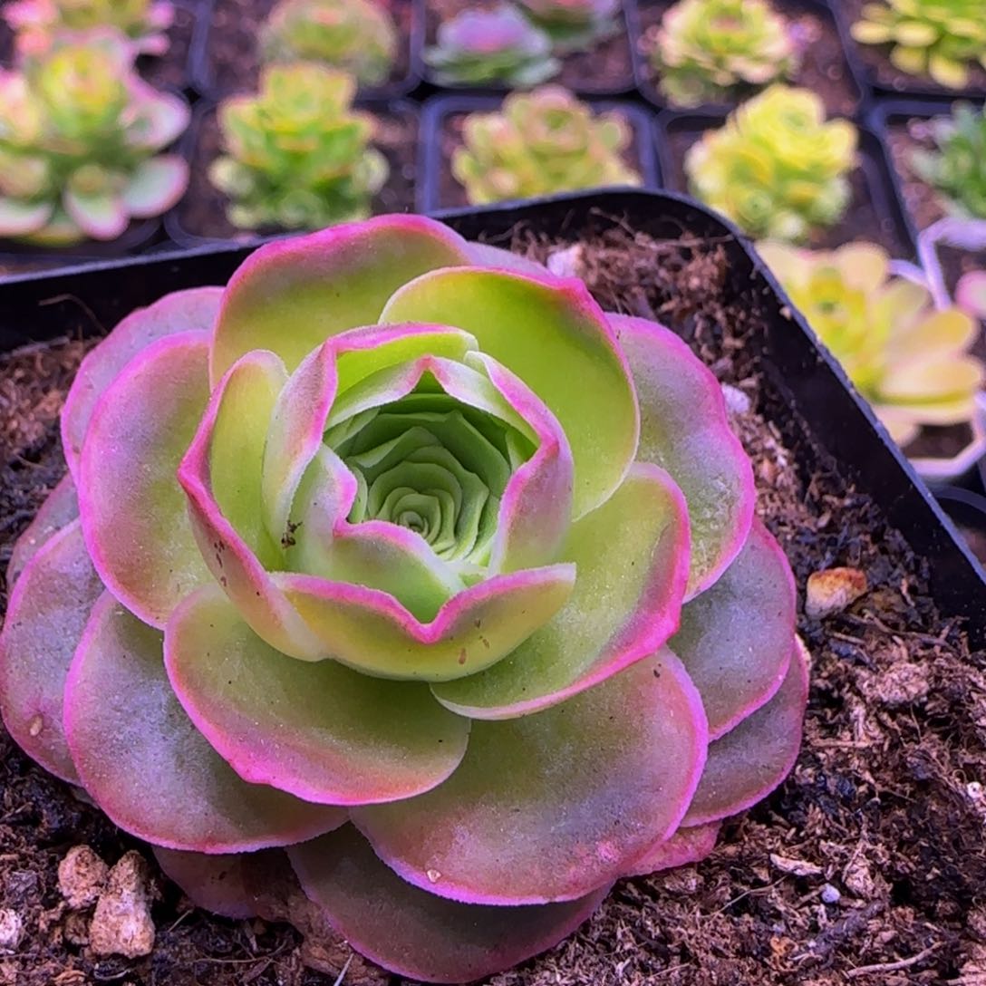 福利11343434646767353