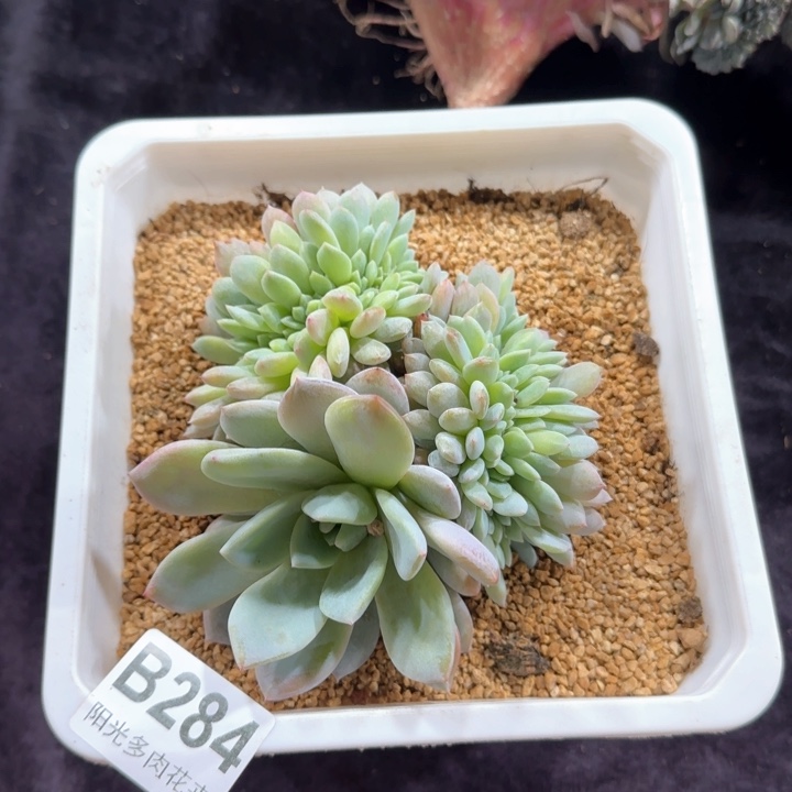 11厘米左右一物一拍星影缀