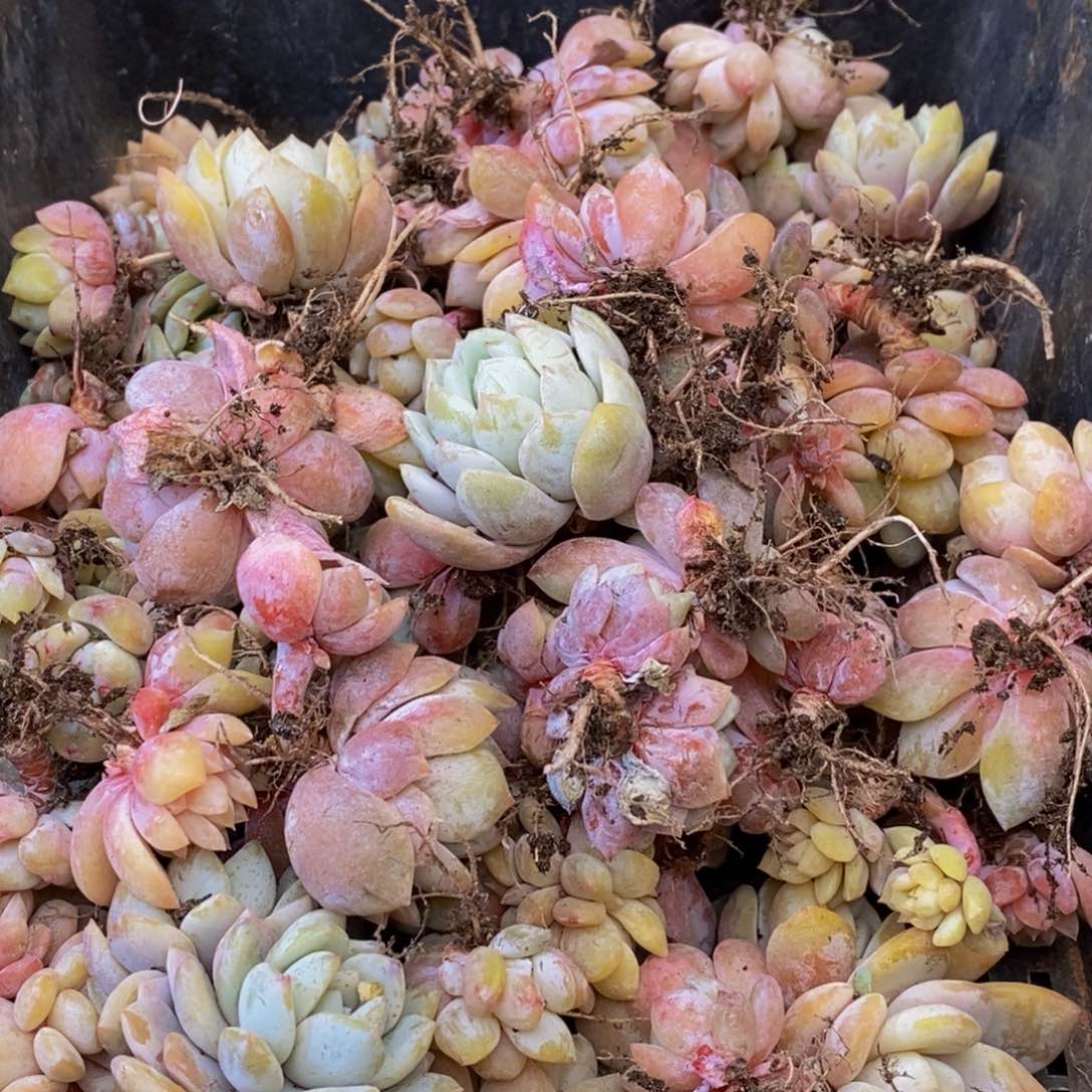 833多肉植物我都不知道