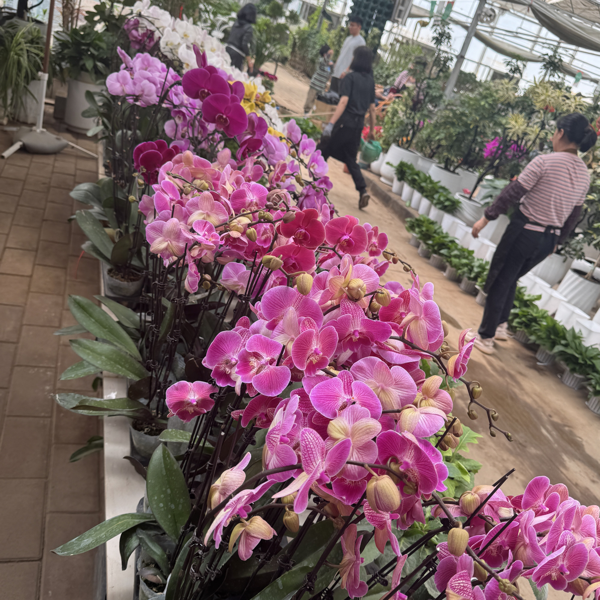 一物一拍直播专用，