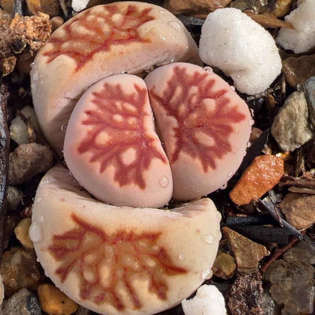 063多肉植物百科